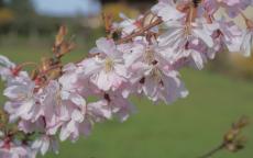 Autumnalis Rosea ornamental cherry trees